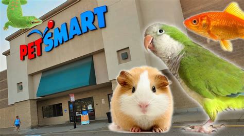bdo best pets|animals at petsmart for sale.